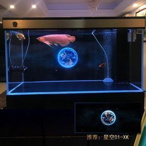 龍魚適合什么背景：如何選擇適合龍魚的背景材質