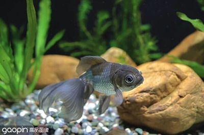 大型銀龍魚混養怎么養（銀龍魚和什么魚混養好）