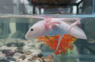 新手養(yǎng)龍魚(yú)怎么養(yǎng)水多一點(diǎn)：養(yǎng)龍魚(yú)的幾個(gè)步驟