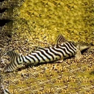 月光鴨嘴魚苗常見寄生蟲種類：關(guān)于月光鴨嘴魚苗的常見寄生蟲種類中找到可能的答案