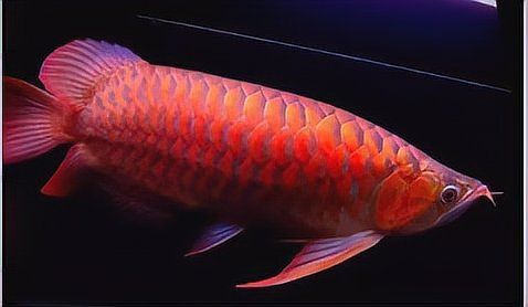 紅龍幼體的顏色變化