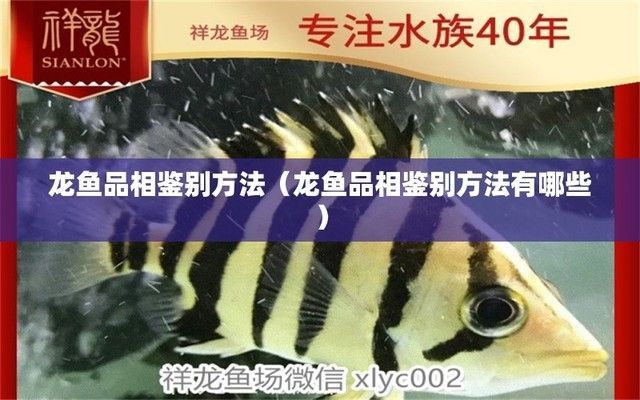 龍魚品相怎么看出來(lái)，如何判斷龍魚品相 龍魚品相怎么看出來(lái)，如何判斷龍魚品相 龍魚百科 第5張