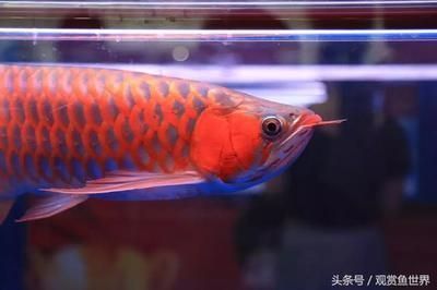 龍魚錦標賽冠軍獎金多少錢