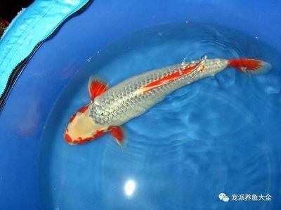 養龍魚要多少度水溫合適冬天