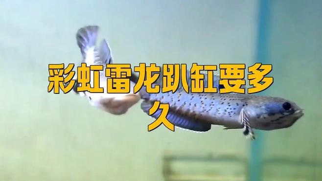 龍魚趴缸一般持續(xù)多久 龍魚趴缸一般持續(xù)多久 龍魚百科 第2張