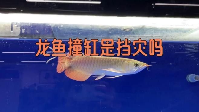 銀龍魚老撞缸什么原因 銀龍魚老撞缸什么原因 龍魚百科 第1張