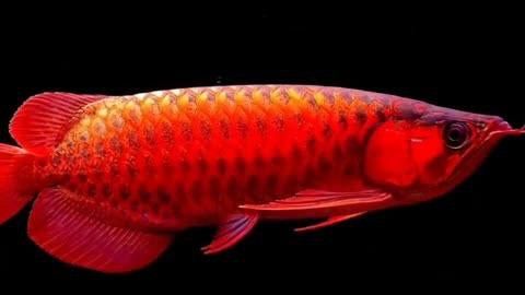 紅金龍魚(yú)有哪些著名品種