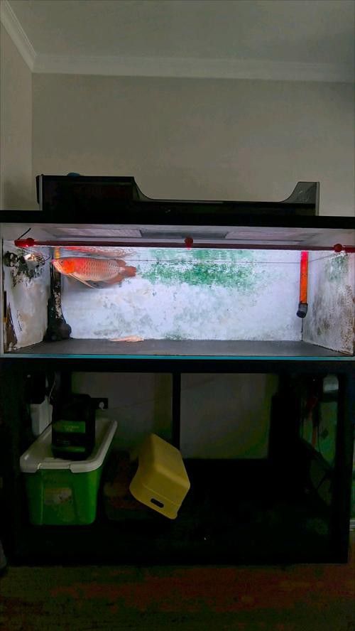 夏季購買龍魚有哪些注意事項？
