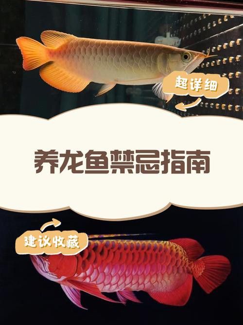 夏季購買龍魚有哪些注意事項？