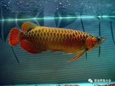 除了龍魚還有什么魚霸氣（除了龍魚，還有哪些霸氣觀賞魚？）