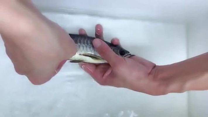 龍魚配什么清潔工比較好：如何選擇合適的龍魚缸清潔工魚 龍魚配什么清潔工比較好：如何選擇合適的龍魚缸清潔工魚 龍魚百科 第5張