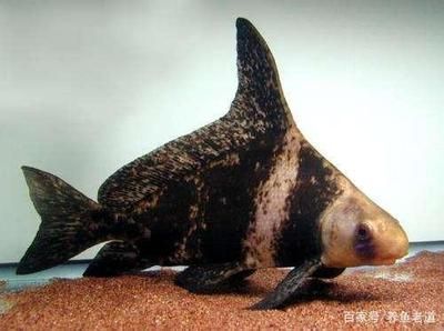 龍魚配什么清潔工比較好：如何選擇合適的龍魚缸清潔工魚 龍魚配什么清潔工比較好：如何選擇合適的龍魚缸清潔工魚 龍魚百科 第1張