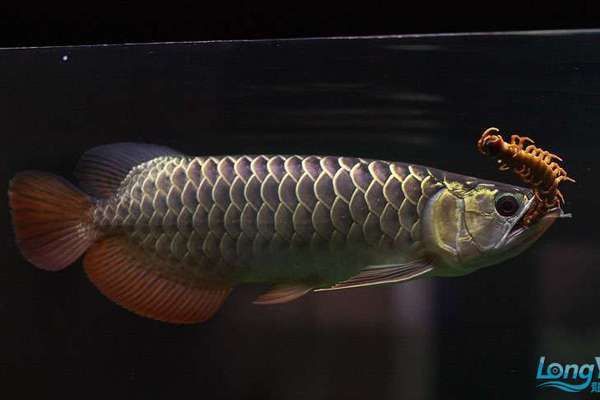 紅龍魚吃蜈蚣后多久見效