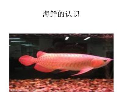 幼魚活餌投喂安全措施：幼魚活餌投喂后水質管理技術