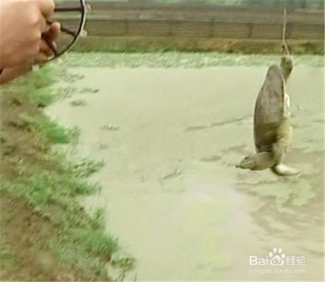 龍魚吃豬肝好嗎（龍魚可以吃豬肝嗎） 龍魚吃豬肝好嗎（龍魚可以吃豬肝嗎） 龍魚百科 第1張