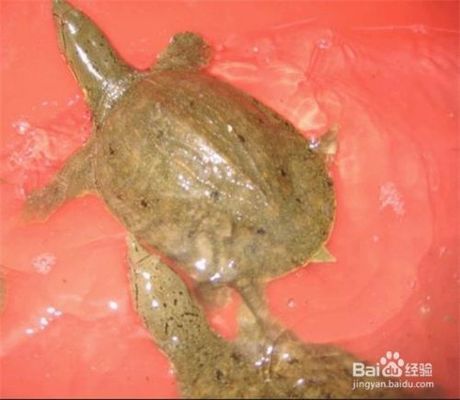 龍魚吃豬肝好嗎（龍魚可以吃豬肝嗎） 龍魚吃豬肝好嗎（龍魚可以吃豬肝嗎） 龍魚百科 第2張