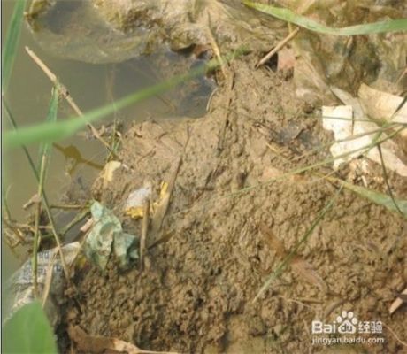 龍魚吃豬肝好嗎（龍魚可以吃豬肝嗎） 龍魚吃豬肝好嗎（龍魚可以吃豬肝嗎） 龍魚百科 第4張