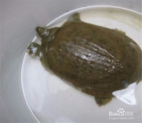 龍魚吃豬肝好嗎（龍魚可以吃豬肝嗎） 龍魚吃豬肝好嗎（龍魚可以吃豬肝嗎） 龍魚百科 第5張