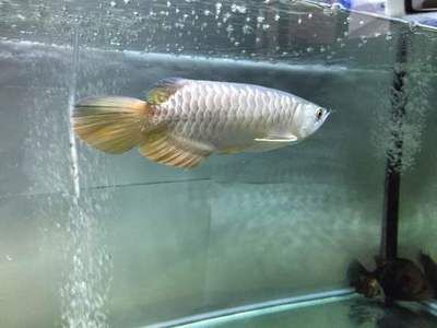 金龍魚很難養嗎（金龍魚的飼養難度有多高？）