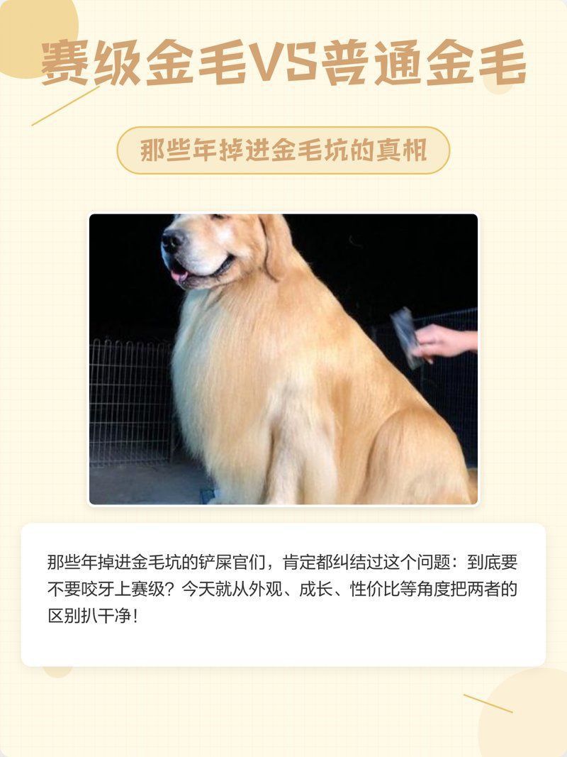 賽級金毛屬于什么檔次 賽級金毛屬于什么檔次 龍魚百科 第1張