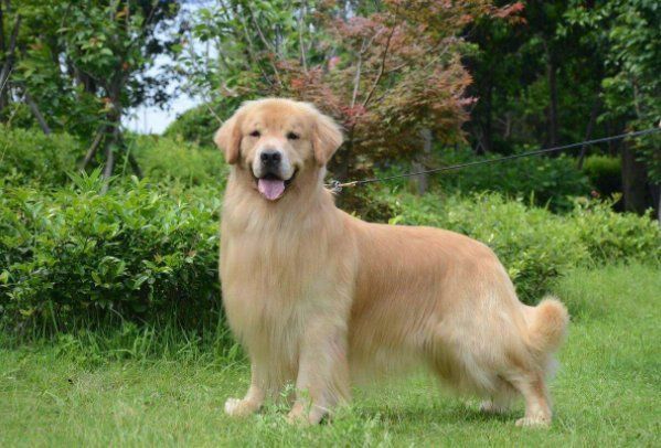 賽級金毛屬于什么檔次 賽級金毛屬于什么檔次 龍魚百科 第2張