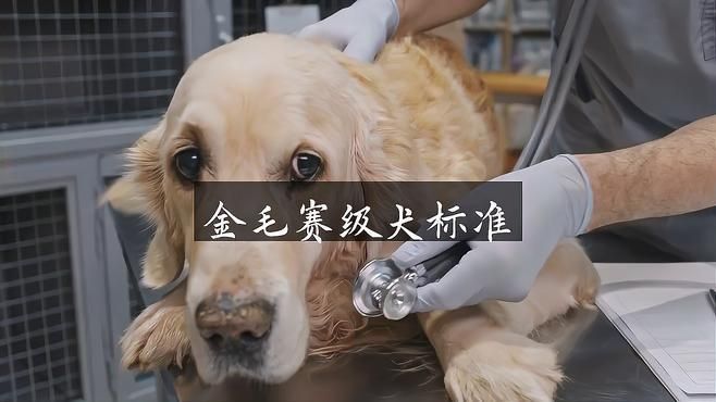 賽級金毛屬于什么檔次 賽級金毛屬于什么檔次 龍魚百科 第3張
