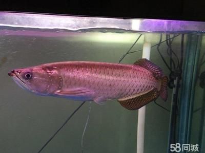 北京龍魚批發(fā)市場：北京賣龍魚的地方有哪些 北京龍魚批發(fā)市場：北京賣龍魚的地方有哪些 龍魚百科 第3張