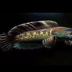 黃水適合養(yǎng)雷龍魚嗎有毒嗎