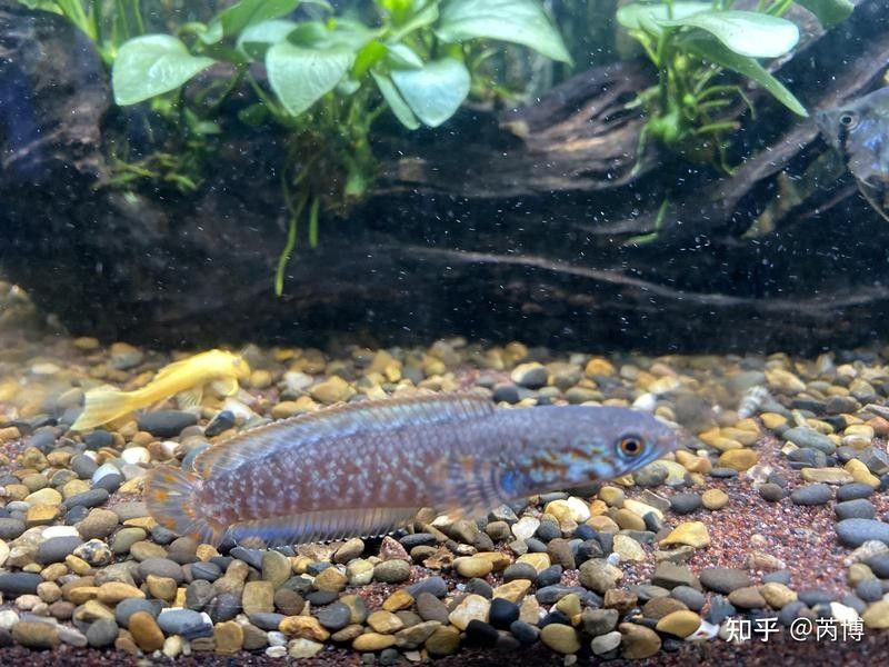 黃水適合養(yǎng)雷龍魚嗎有毒嗎