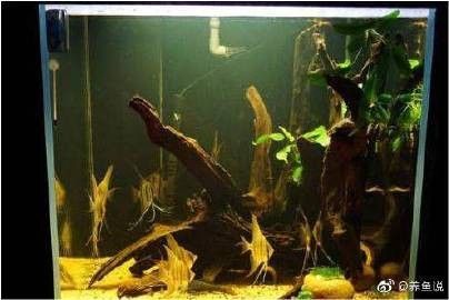 黃水適合養(yǎng)雷龍魚嗎有毒嗎