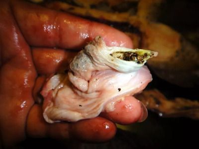 龍魚膽小不適應怎么辦：如何應對龍魚膽小