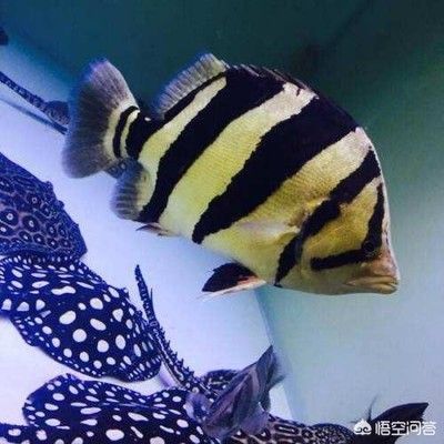 龍魚膽小不適應怎么辦：如何應對龍魚膽小