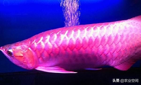 養殖龍魚賺錢嗎？：一條2000元的龍魚是否值得購買 養殖龍魚賺錢嗎？：一條2000元的龍魚是否值得購買 龍魚百科 第3張