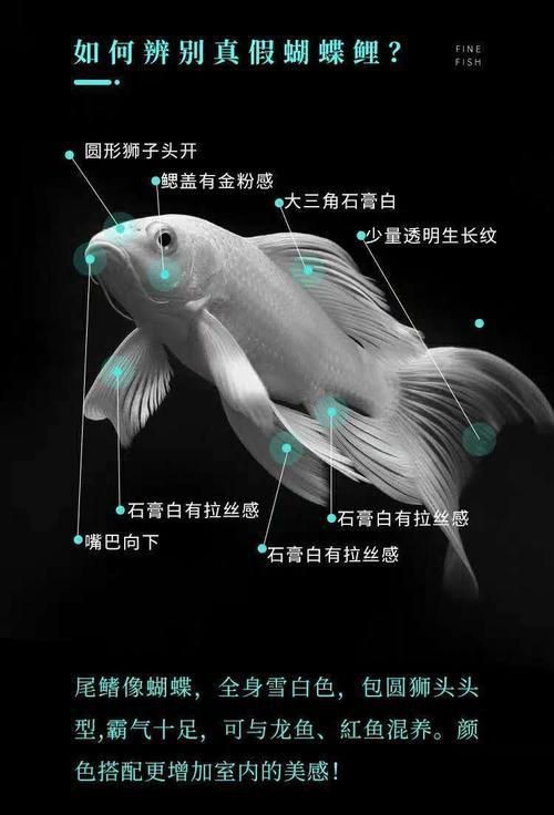 錦鯉蝴蝶魚圖片