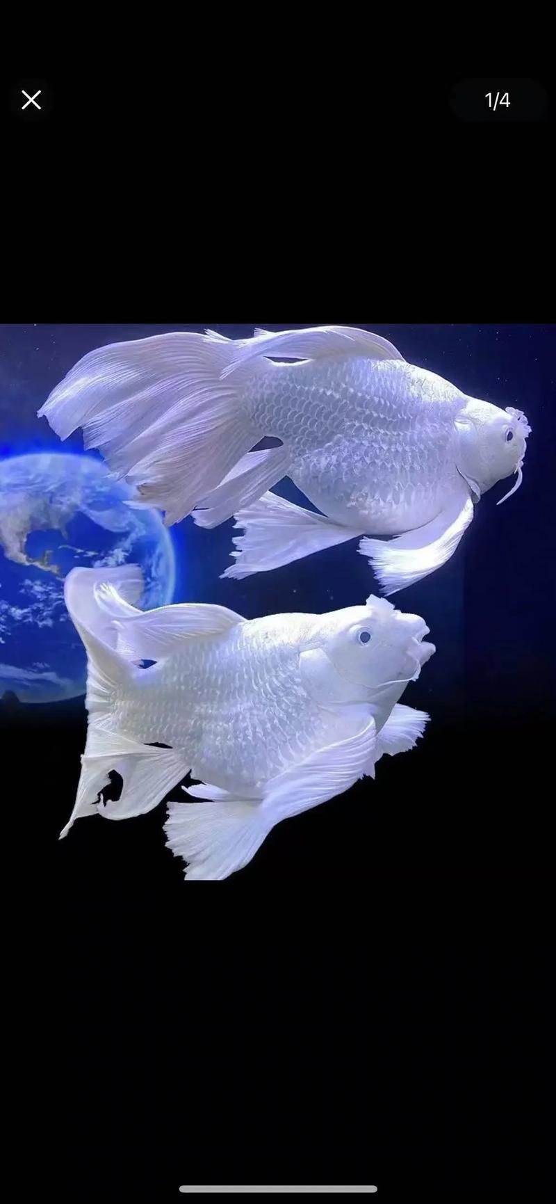 錦鯉蝴蝶魚圖片