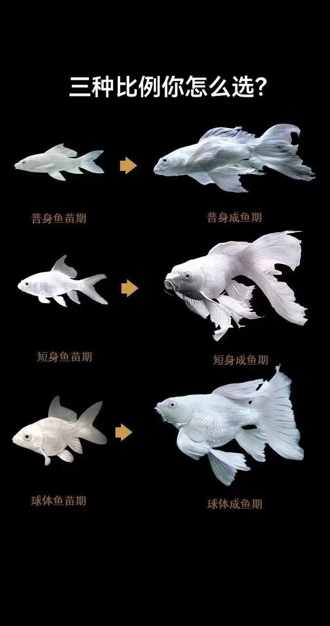 錦鯉蝴蝶魚圖片
