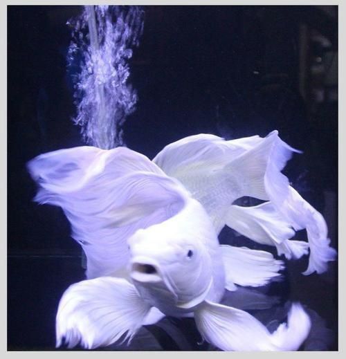 錦鯉蝴蝶魚圖片