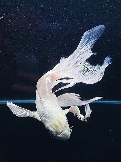 錦鯉蝴蝶魚圖片