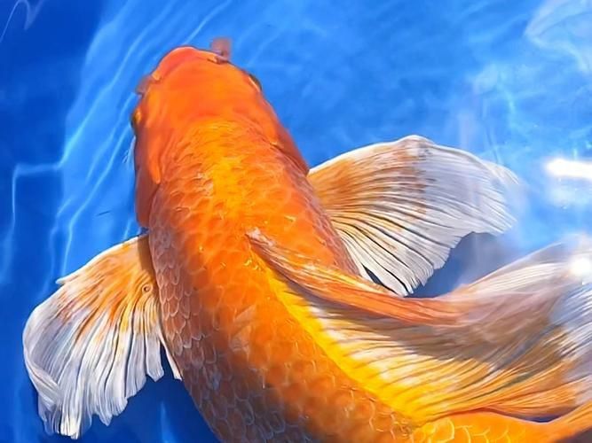 錦鯉蝴蝶魚圖片