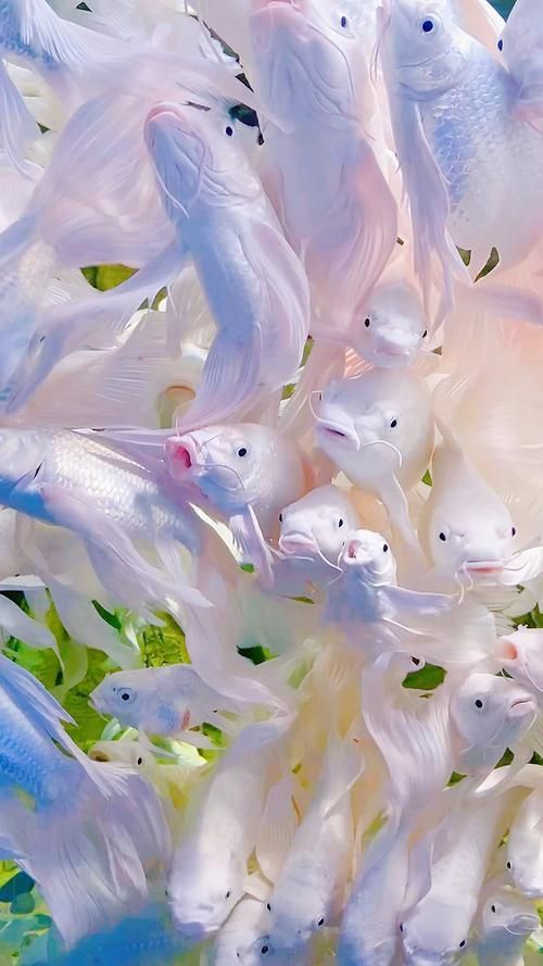 錦鯉蝴蝶魚圖片