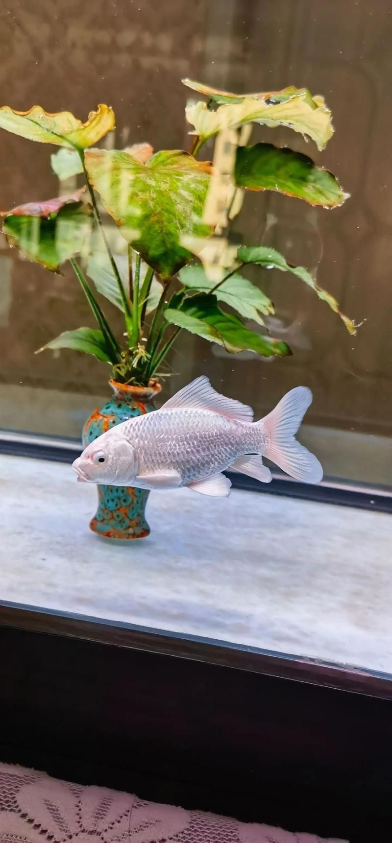 錦鯉蝴蝶魚圖片