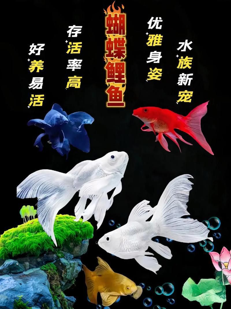 錦鯉蝴蝶魚圖片
