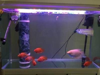 龍魚戰(zhàn)船混養(yǎng)怎么樣才能養(yǎng)活：龍魚與戰(zhàn)船混養(yǎng)的注意事項(xiàng) 龍魚戰(zhàn)船混養(yǎng)怎么樣才能養(yǎng)活：龍魚與戰(zhàn)船混養(yǎng)的注意事項(xiàng) 龍魚百科 第1張