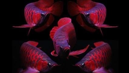 紅龍魚什么體型好看（好看的紅龍魚應該擁有流暢的身體線條）