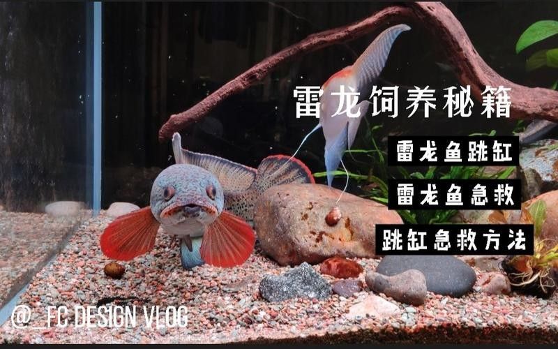 龍魚跳缸還能活嗎圖片視頻