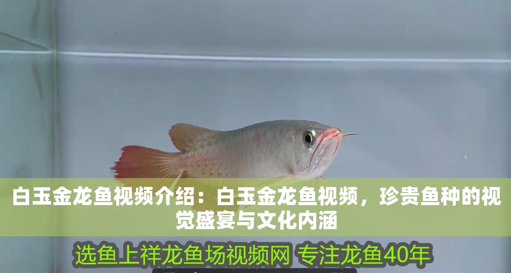 白玉金龍魚視頻介紹：白玉金龍魚視頻，珍貴魚種的視覺盛宴與文化內涵