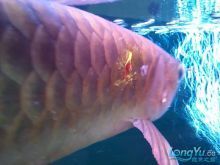 龍魚美容手術怎么樣啊：龍魚美容手術是一種具有一定風險但又能顯著改善魚的外觀特征 龍魚美容手術怎么樣啊：龍魚美容手術是一種具有一定風險但又能顯著改善魚的外觀特征 龍魚百科 第1張
