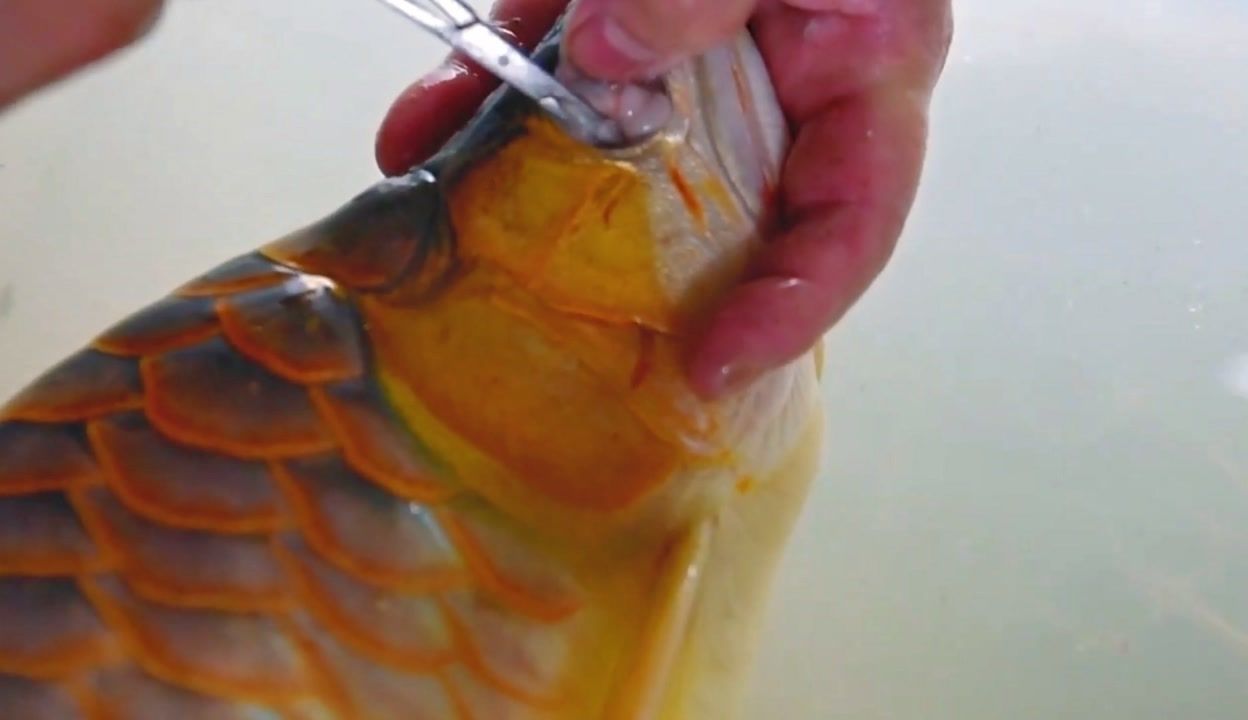 龍魚美容手術怎么樣啊：龍魚美容手術是一種具有一定風險但又能顯著改善魚的外觀特征 龍魚美容手術怎么樣啊：龍魚美容手術是一種具有一定風險但又能顯著改善魚的外觀特征 龍魚百科 第2張