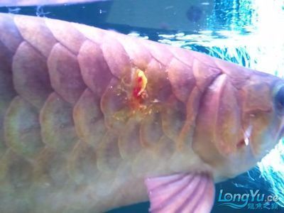 龍魚美容手術怎么樣啊：龍魚美容手術是一種具有一定風險但又能顯著改善魚的外觀特征 龍魚美容手術怎么樣啊：龍魚美容手術是一種具有一定風險但又能顯著改善魚的外觀特征 龍魚百科 第3張