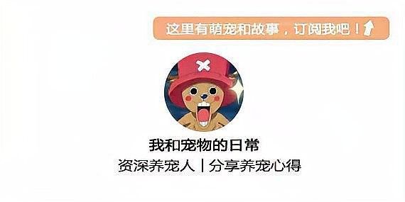 龍魚幼崽大概多少錢一條 龍魚幼崽大概多少錢一條 龍魚百科 第8張
